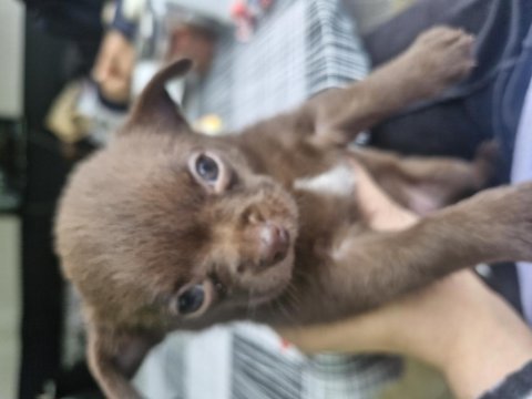 Şivava yavru köpeğimiz