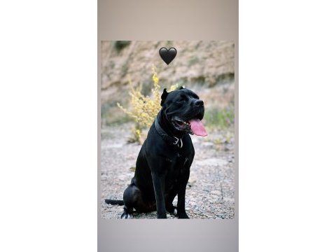 Şecereli anneden cane corso