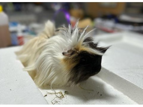 Ginepig ailesi
