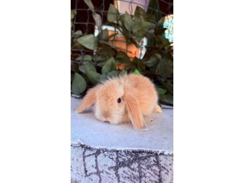 Orjınal hollanda teddy lop tavşan yavrularımız