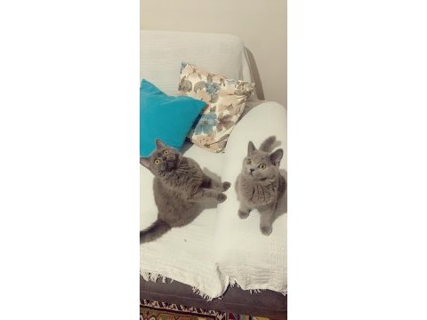 Evden safkan eşsiz yavrularım