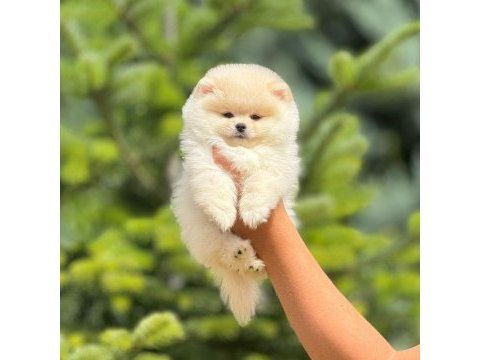 Pofuduk pomeranian yavrularımız
