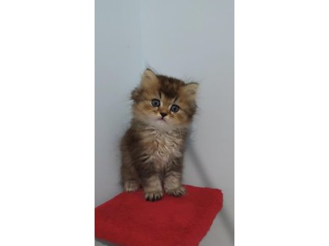 British longhair golden