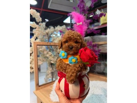 Toy poodle yavrusu küçük ve a kalite
