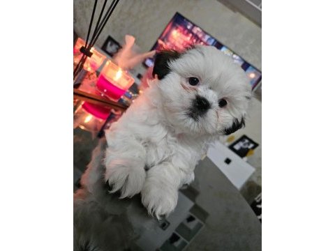 Safkan dişi shih tzu 2 aylık