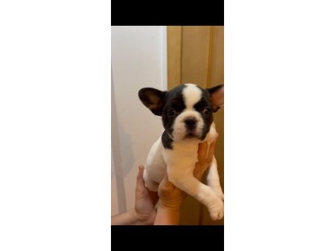 Fransiz bulldog yavrular izmir