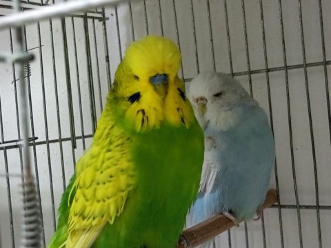 Yeni eş jumbo şov jumbo ve albino muhabbet kuşlar