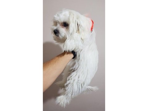 Dişi terrier maltese çok tatlı bir arkadaş