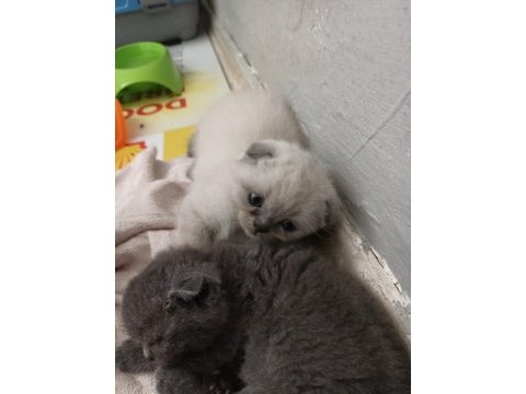 Scottish fold yavru