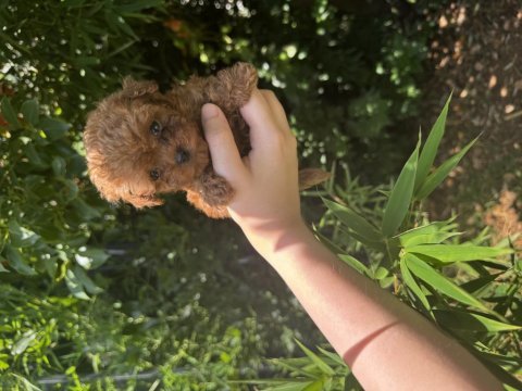 Evde büyüyen teacup ve toy boy poodle yavrular