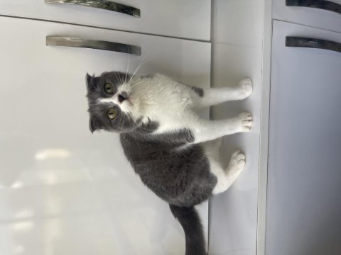 Scottish fold dişi