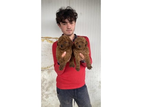 Koyu renk toy poodle yavrular