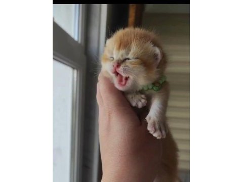 Anne baba full scr british shorthair / erkek