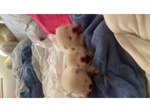 Kaliteli 0 numara pomeranian boo