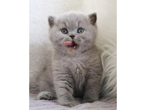 Vazgeçilmez gri british shorthair yavrumuz