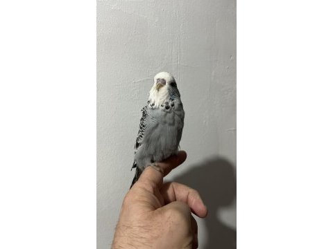 Şov muhabbet kuşu yavrular