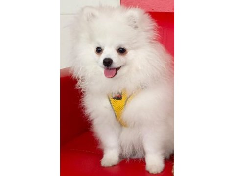 Pomeranian boo erkek karnesi var