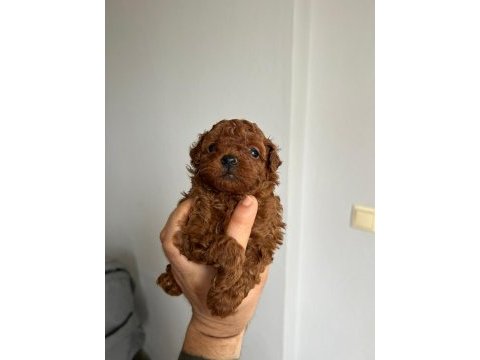 Kore kan red poodle