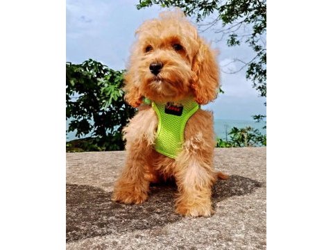 Toy poodle