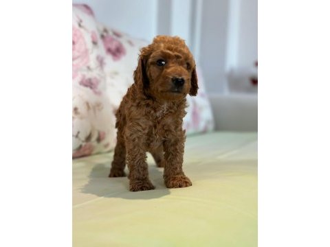 Toy poodle yavrularım