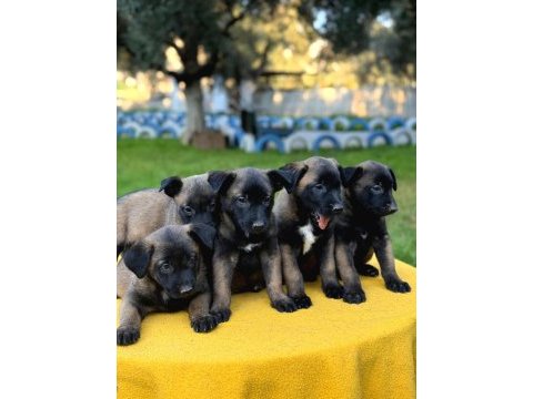 Irk ve saglık garantili malinois yavrular
