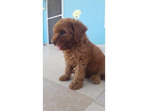 Safkan toy poodle yavruları
