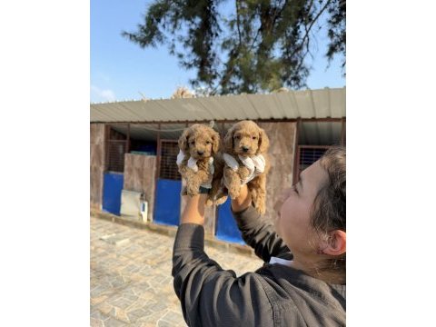 Dev poodle çok şirin yavrular ruhsatlı çiftlik 