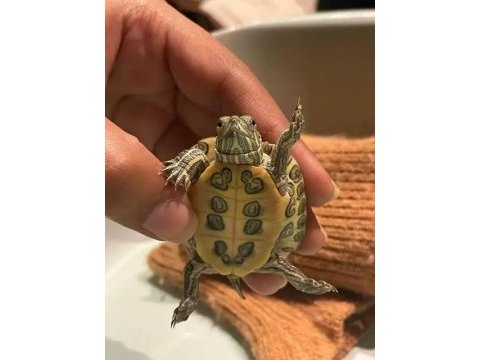 Su kaplumbağası yavrularımız güncel sağlık garantili