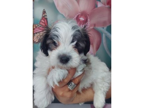 Yakışıklı şampiyon maltese terrier