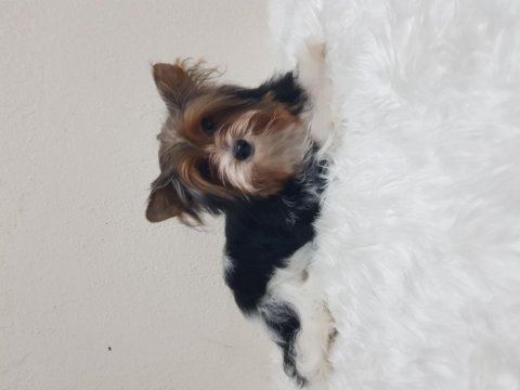 Disi biewee yorkshire terrier