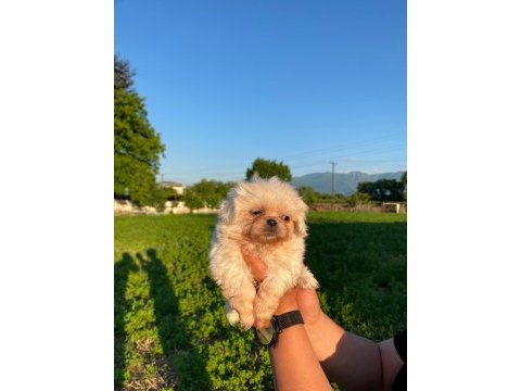 Bal köpüğü ve süt beyazı yavru köpekler