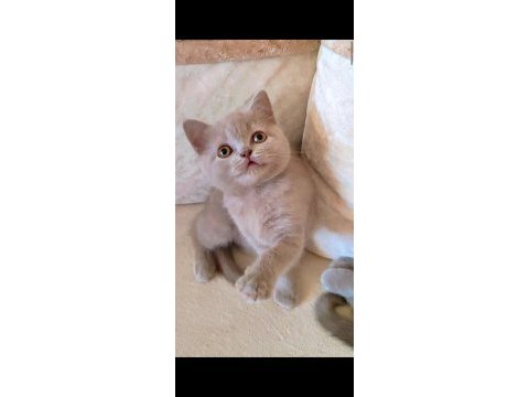 Şekerilinkoo dişi lilac renk kedimiz
