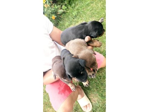 Irk garantili doberman