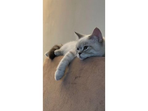 3 yaşında dişi british shorthair