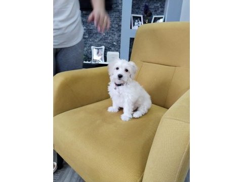 3 aylık maltipoo erkek casper köpeğimiz