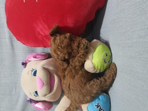 Kaliteli ve sağlık garantili poodle yavrular