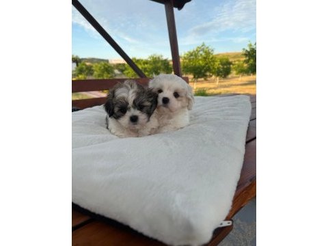 Açık renk ve trecolor shih tzu bebekler sun kennels