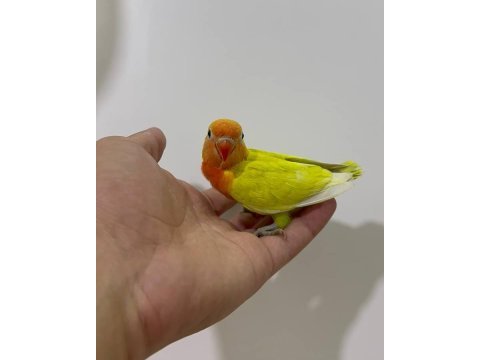 El besleme yavru cennet sevda yavrular
