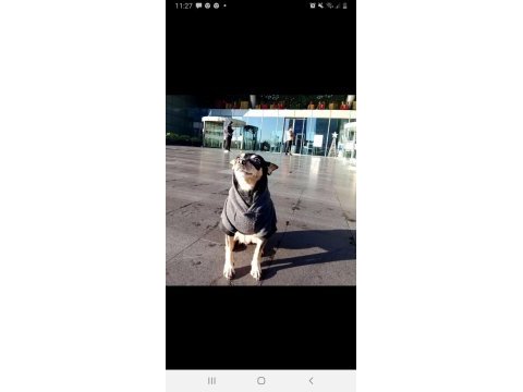 Pinscher tuvalet eğitimi ve tasmasız gezme eğitimi var