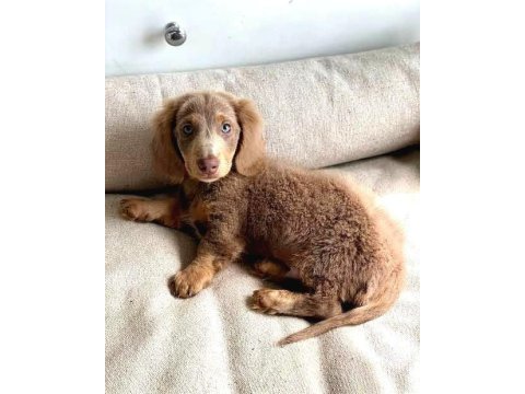 Isabella long hair dachshund en özel yavru