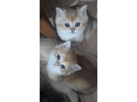Safkan british shorthair golden bebekler