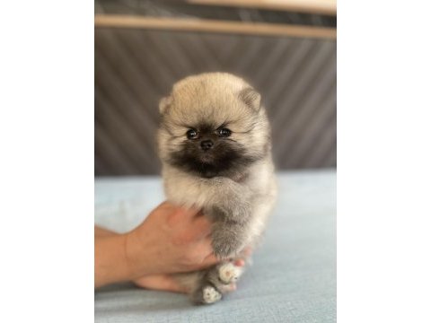 Orjinal ayı surat pomeranian boo