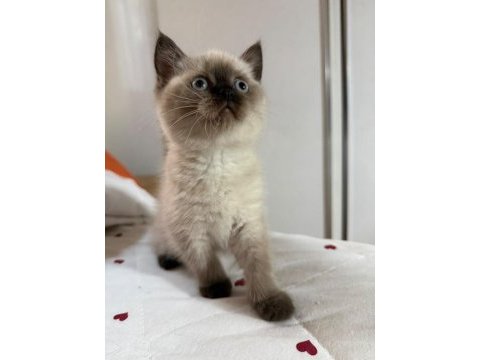 Mükemmel kaliteli maviş gözlü british shorthair