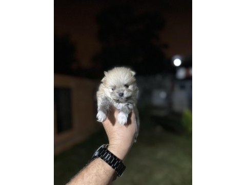Sağlık ve ırk garantili pomeranian yavrularımız 