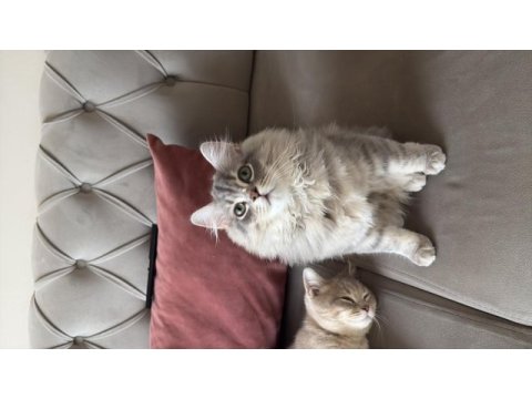 British longhair kedisi