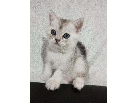 1.5 aylık yavru british shorthair