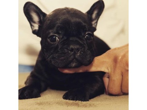 French bulldog yavruları