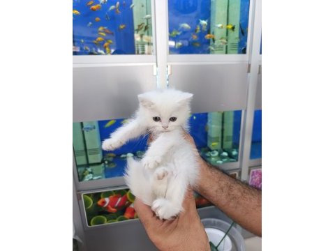 55 günlük son 4 yavru scottish fold