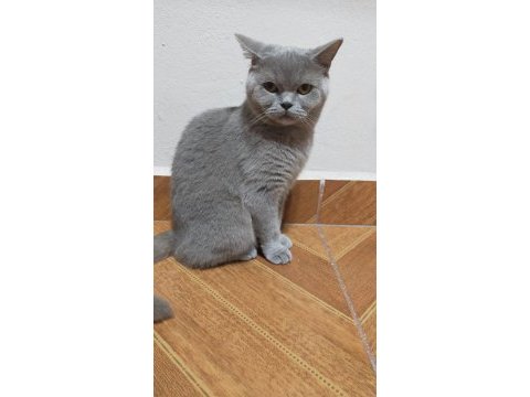 Yetişkin dişi british shorthair