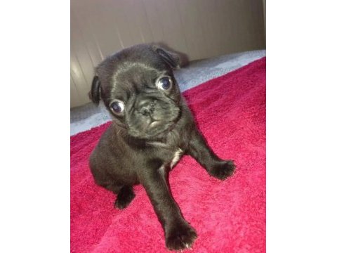 Pug mops yavruları